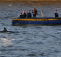 Лондонцы с удивлением наблюдают, как по Темзе плавает кит
